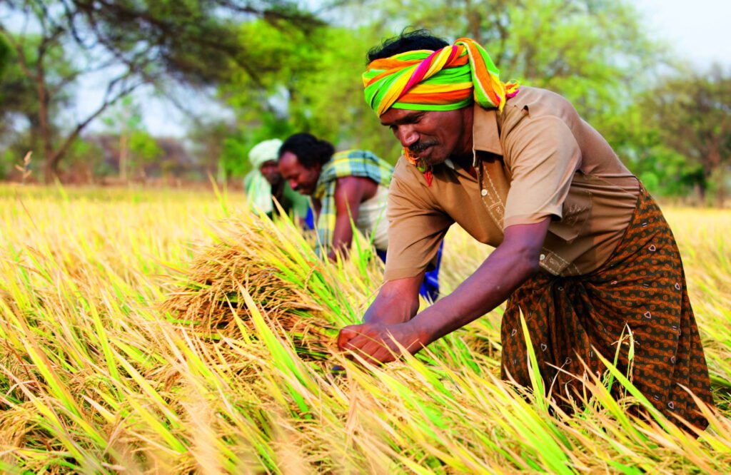 Direct seeded rice has led to fewer emissions, and benefited thousands of rice farmers in India.
