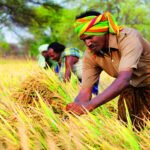 Direct seeded rice has led to fewer emissions, and benefited thousands of rice farmers in India.